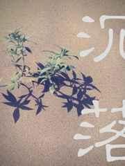 笑看风云起